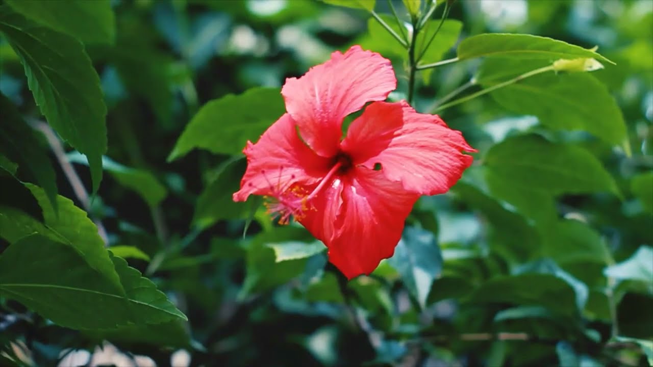 Robin -  Relax  Music, Study Music, Meditation Music, Relief Music, Sleep Music