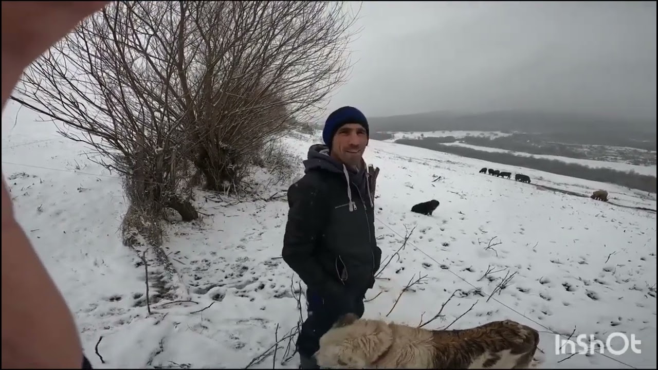 OILE LUI COJOC ALBiN .A VÂNDUT OILE ȘI A CUMPĂRAT VACI BLACK ANGUS ȘI BIVOLI.BUCACUL DE SUS.B-N