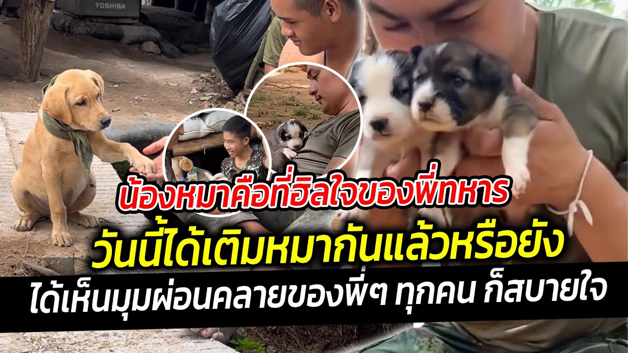 น้องหมาคือที่ฮิลใจของพี่ทหาร ได้เห็นมุมผ่อนคลายของทุกคน ก็สบายใจชาติก็ต้องปกป้อง สุนัขก็ต้องเลี้ยง