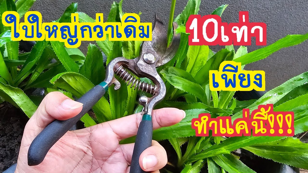 ไม่น่าเชื่อ!! ใบใหญ่กว่าเดิม 10 เท่า ผักชีฝรั่งบ้าใบ แค่ทำแบบนี้ง่ายนิดเดียว สาคู Channel