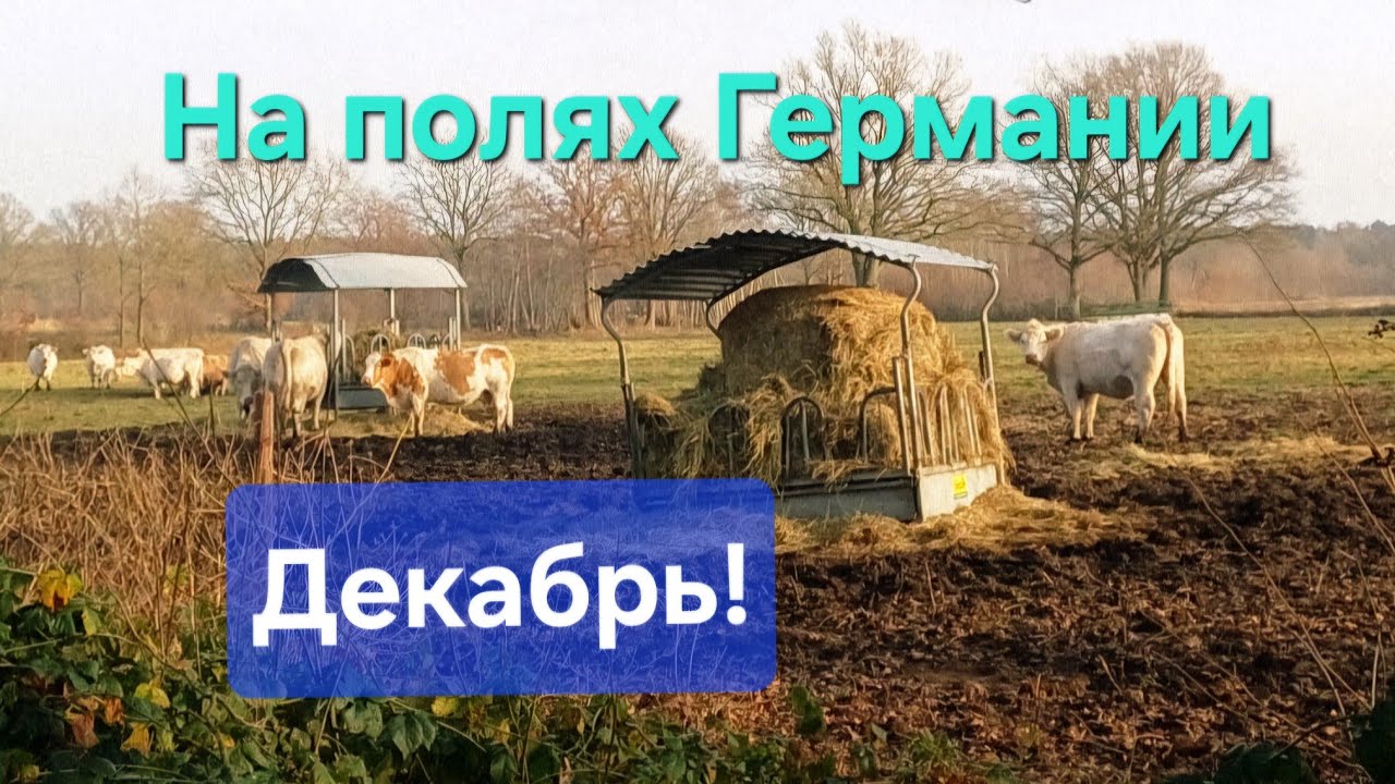 Природа северной Германии в декабре| Животные на полях- коровы и барашки.
