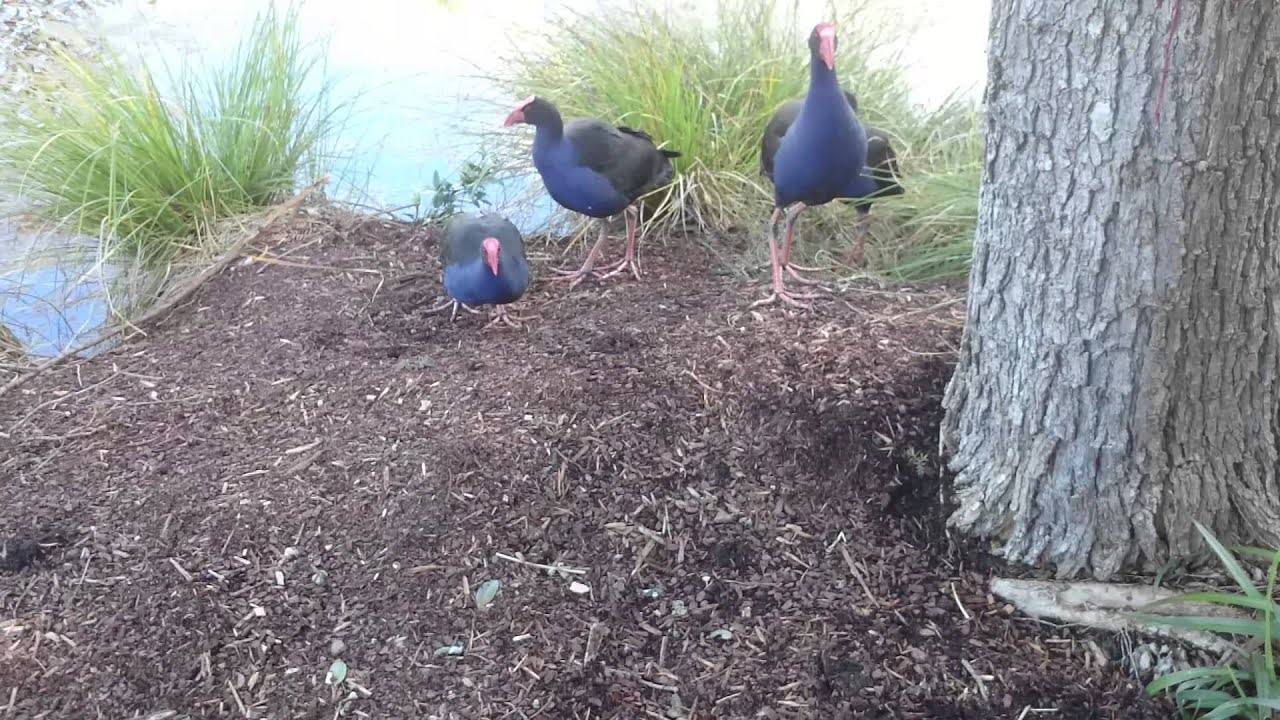 Pukeko Angry birds