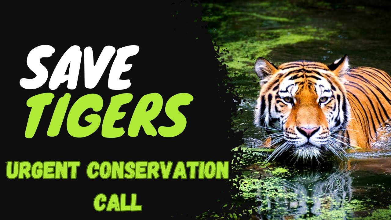 Save Tigers: Urgent Conservation Call |  World Tiger Day 2024 #conservation #waronnature  #tiger