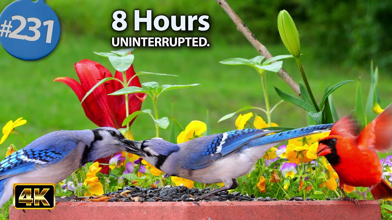 TV for Cats 😻 8 Hours of Birds 🐦 Squirrels 🐿 Uninterrupted Cat TV @LensMyth