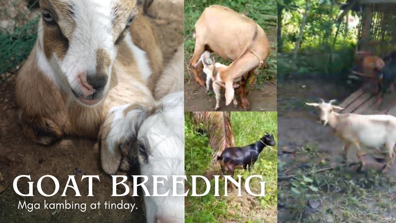 Pag-aalaga ng mga kambing | Goat breeding