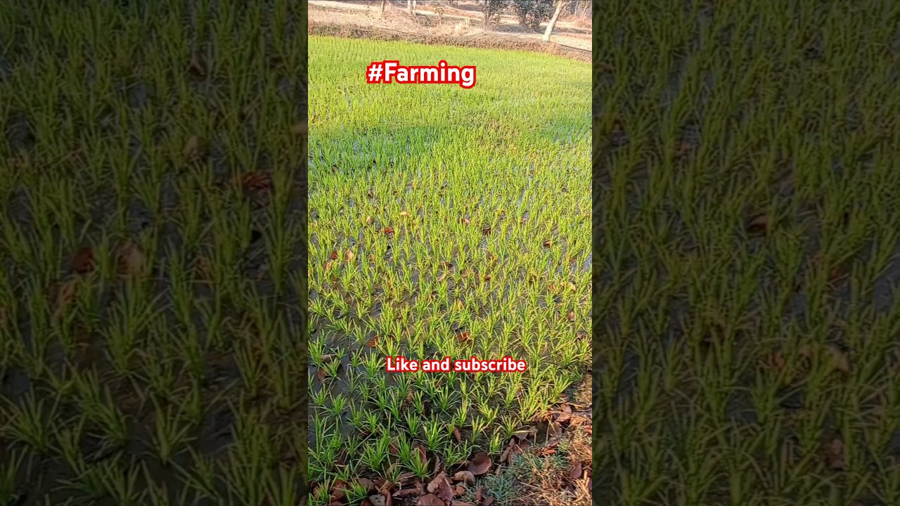 dhan ropai#dhan#farming#agriculture#apna kheti#kheti apni#paddy