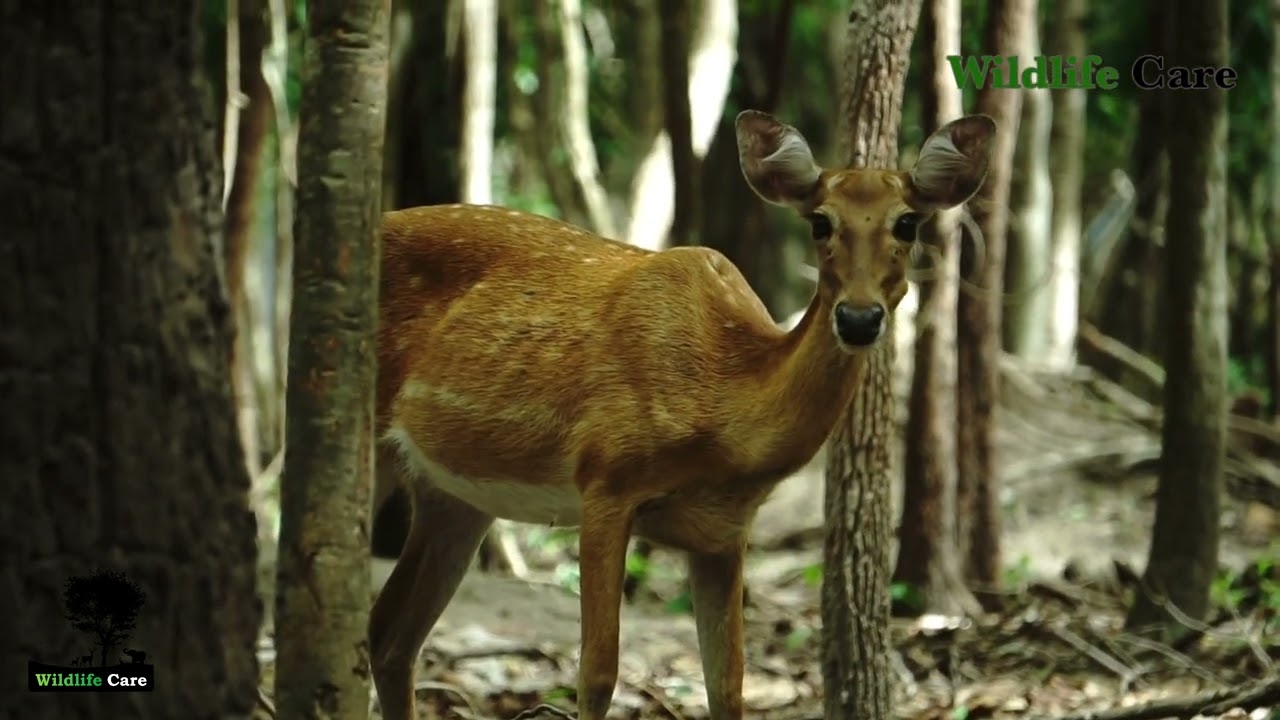 Amazing Wild Animals _ Eld's Deer | Wildlife-Care_0045