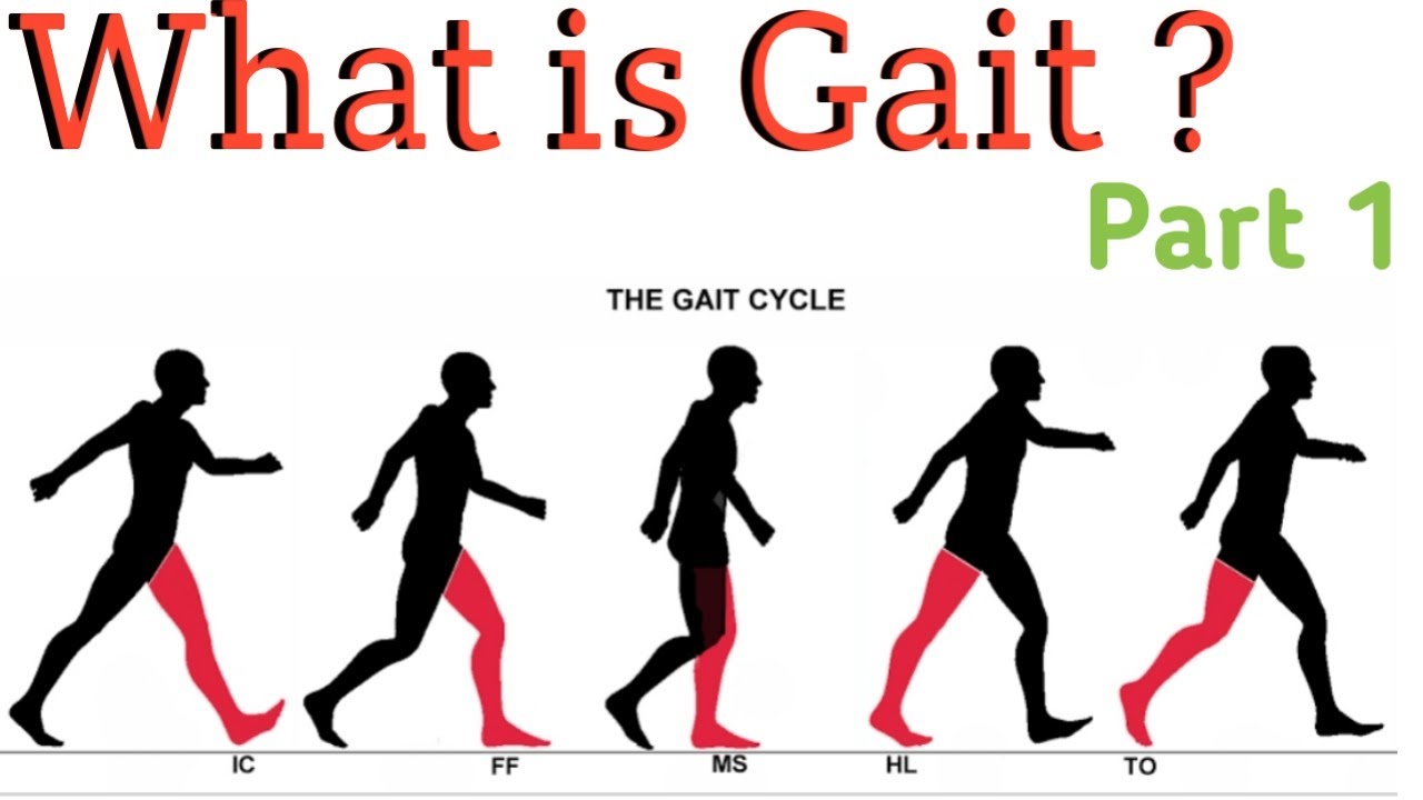 What is Gait ? (Gait cycle)