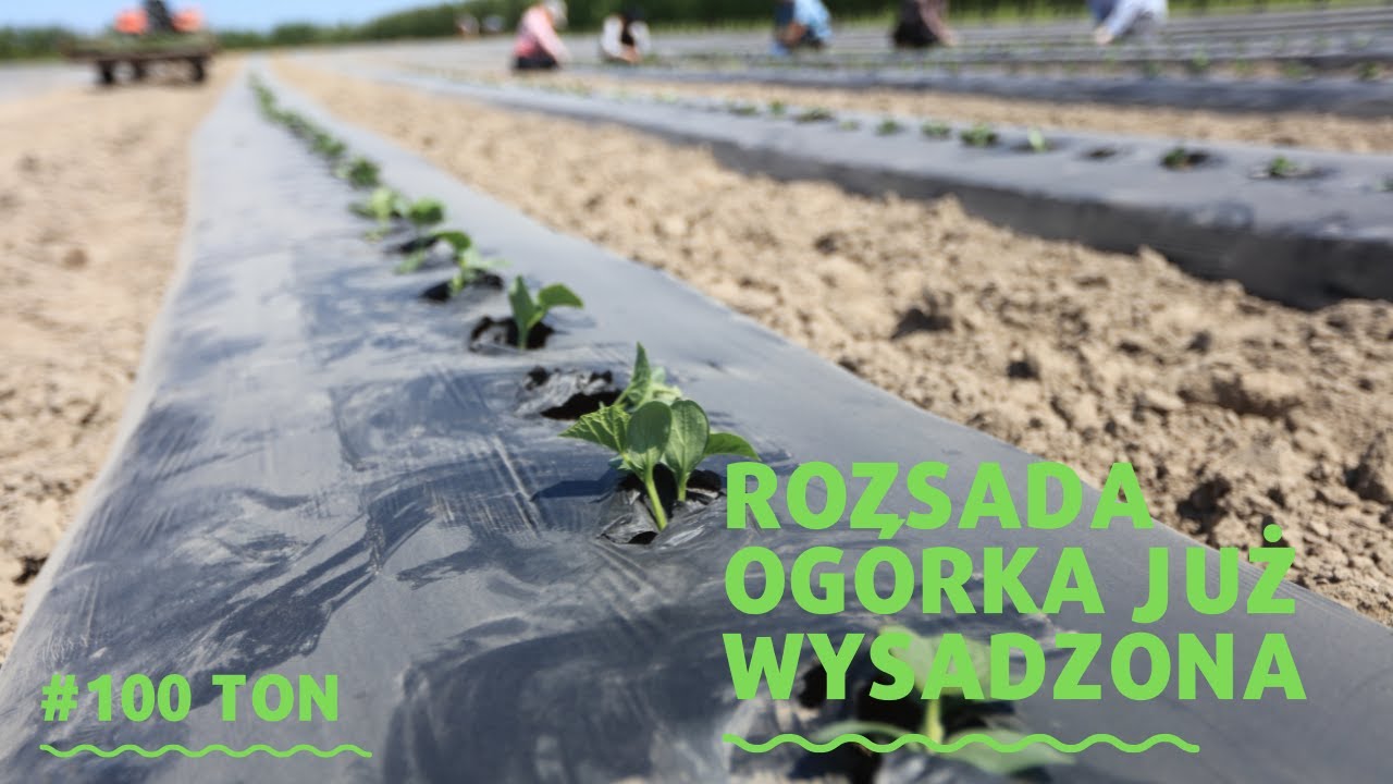 Rozsada ogórka już posadzona (#100ton)
