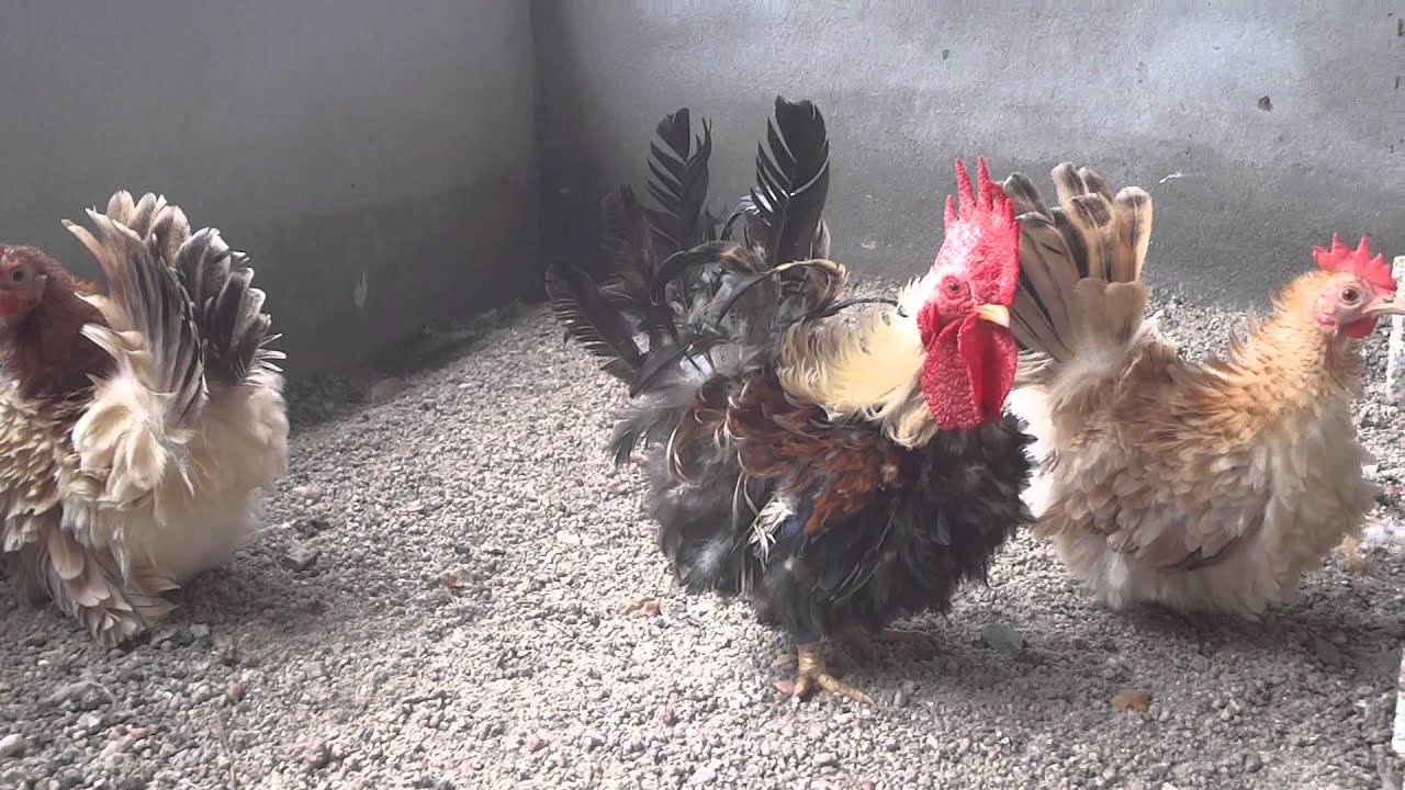Ornamental Chicken - Frizzle Japanese Bantam