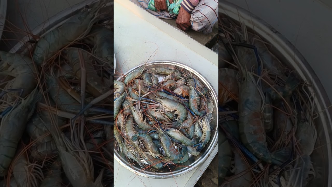 ঘোনাপাড়া বাজার চ্যানেল সাবস্ক্রাইব করুন #Robin vlogs #fish #viral #fishing 