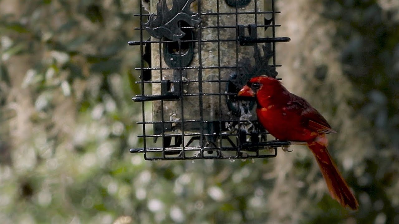 Morning Bird Feeders - My Backyard in Florida