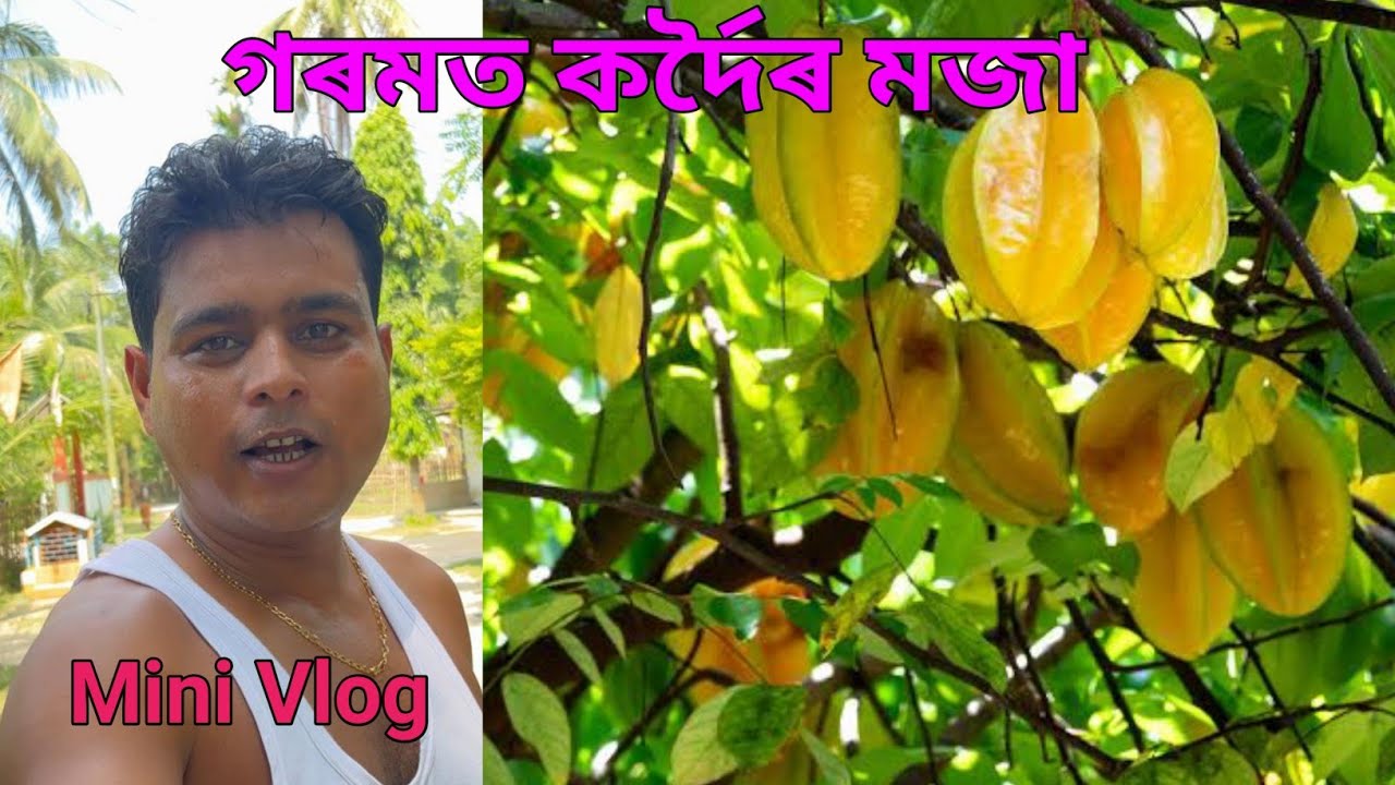 Kordoi tenga//Mini vlog//Assamese Vlog//Dinamani360