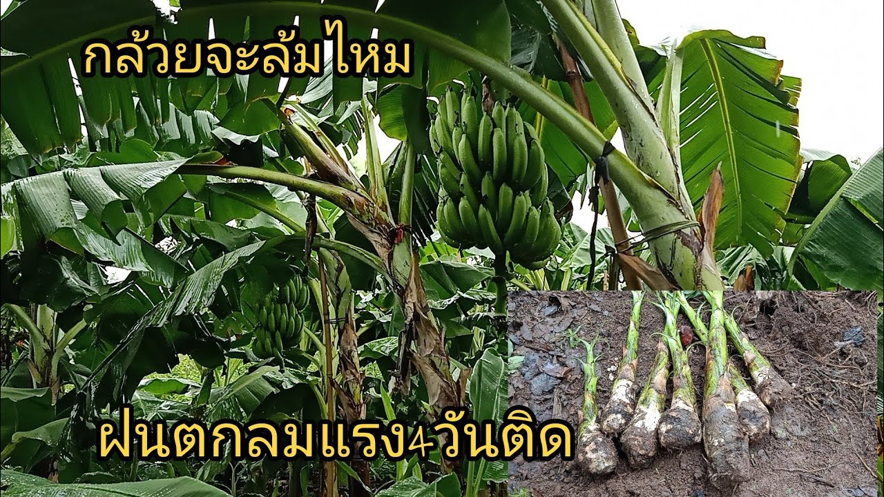 ขุดหน่อกล้วย ตัดปลี เข้าเบิ่งสวนกล้วยหอมสภาพเป็นอย่างไร หลังฝนตกหนัก