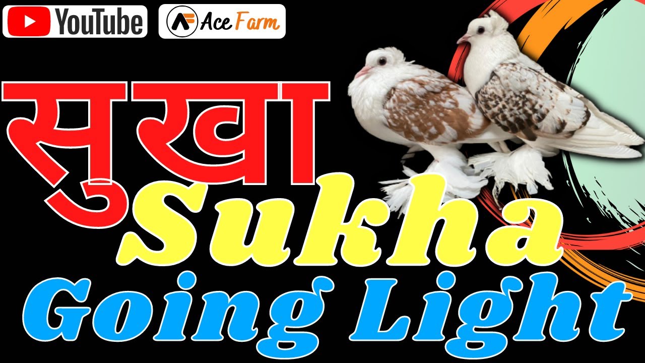 Sukha Kyun Hota Hai/सुखा क्यों होता है/ Going Light In Pigeons