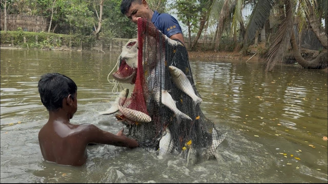 Amazing village fishing. So many fish casting by cast Net fishing. #fishing #viralvideo #villagelife