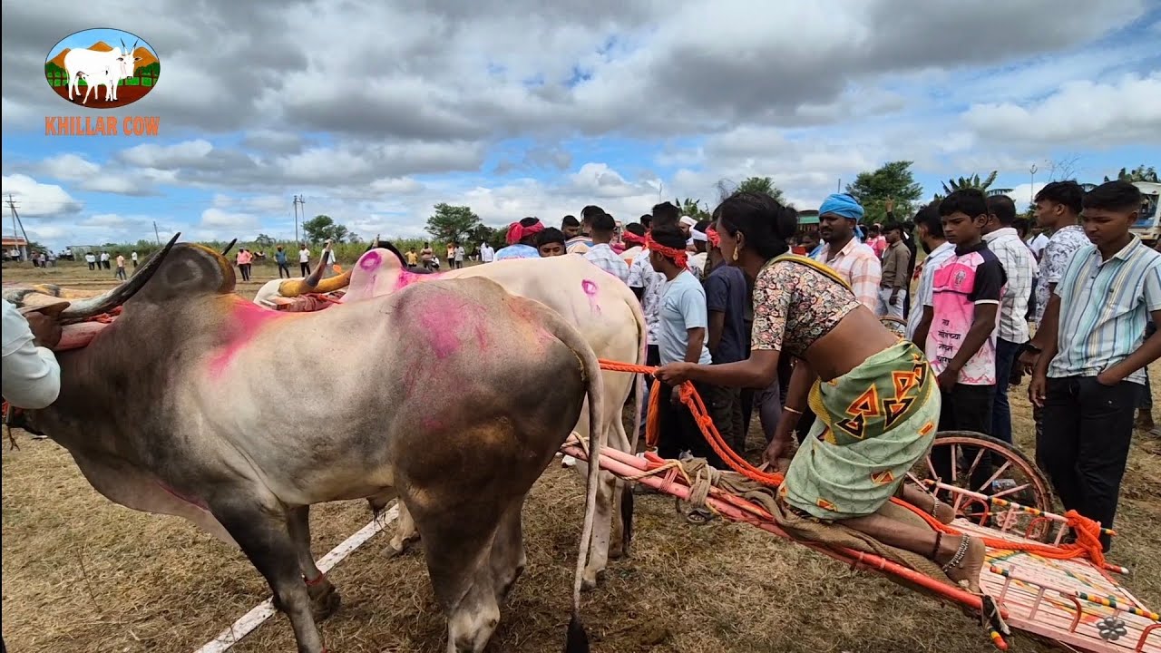 महाराष्ट्र केसरी सातेवाडी मैदान 2025 / khillar cow /बैलगाडी शर्यत 