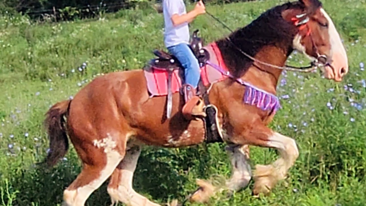 9yo girl trail riding Riley