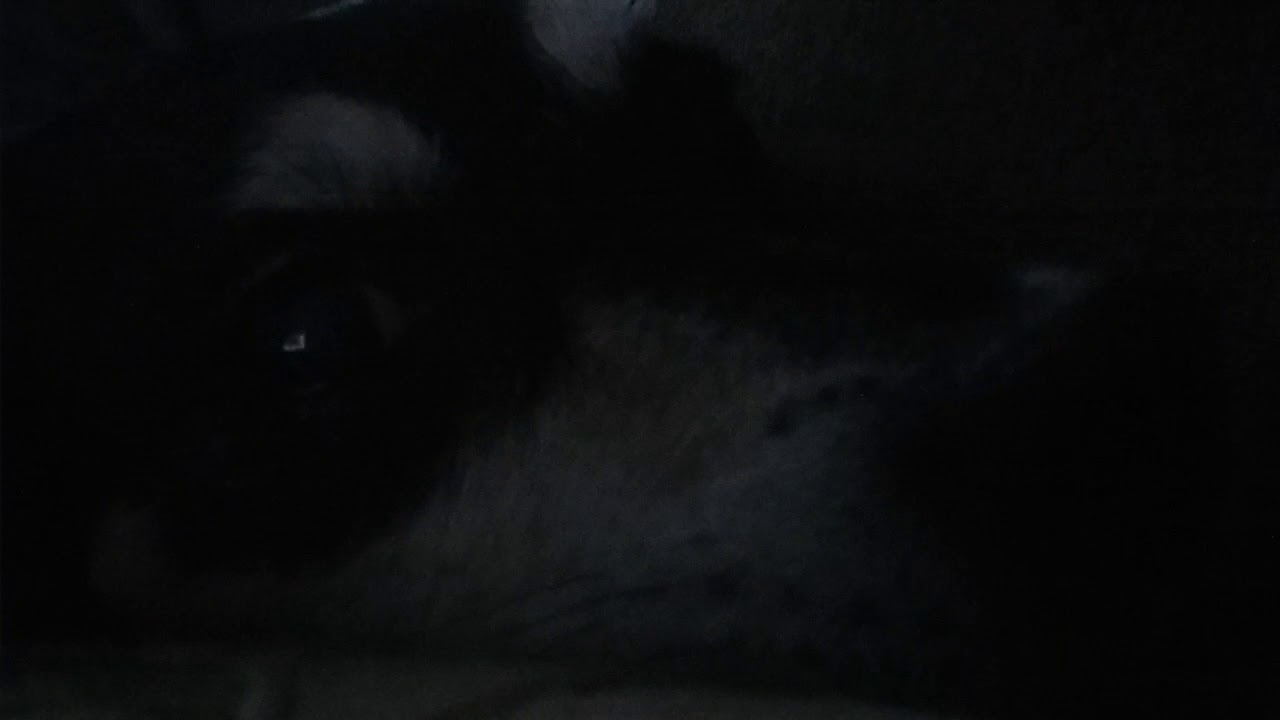 Wild Animal Close up! #1