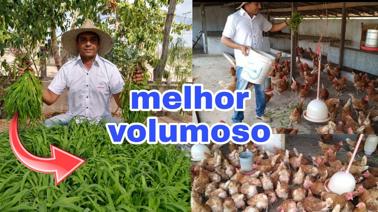 MILHO HIDROPÔNICO! MELHOR VOLUMOSO PRA GALINHAS E OUTROS ANIMAIS