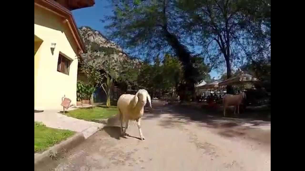 Ever Tried a Sheep Tour? Take a Ride at Zoo Camping, Arco - Italy