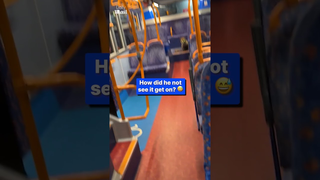 Cheeky fox snuck onto a London bus