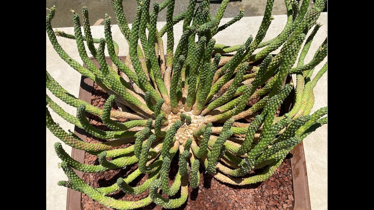 Euphorbia inermis Part 2! Repotting and Cleaning - Episode 130