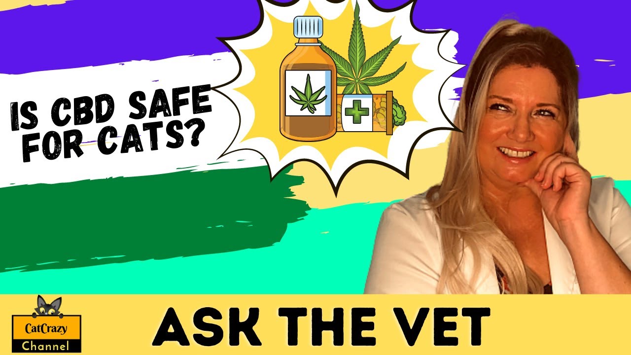 Is CBD Safe for Cats? - 😻 CatCrazy