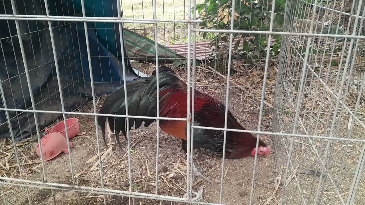 This rooster is healthy again | Same channel 