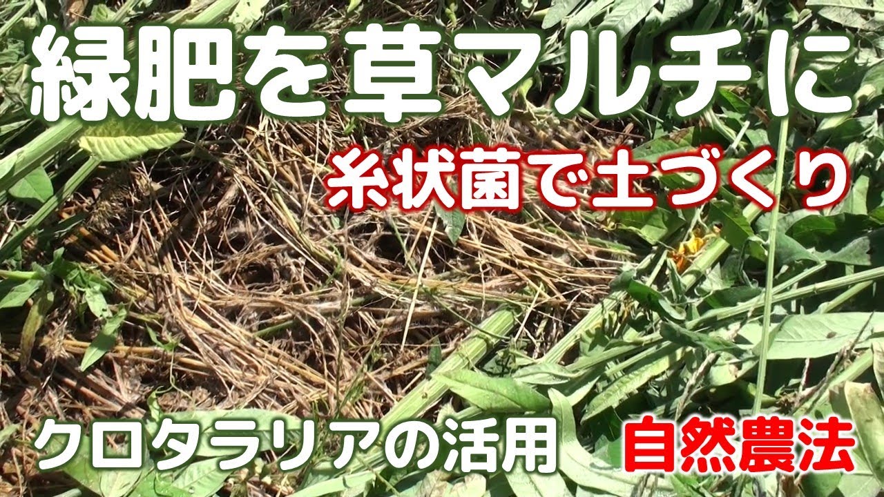 緑肥を草マルチに／糸状菌を増やすコツ／クロタラリアの活用　自然農法