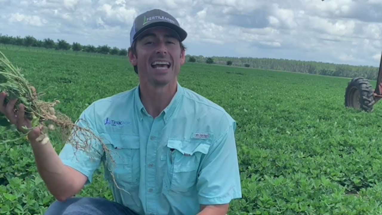Facts From the Field – Boron on Peanuts