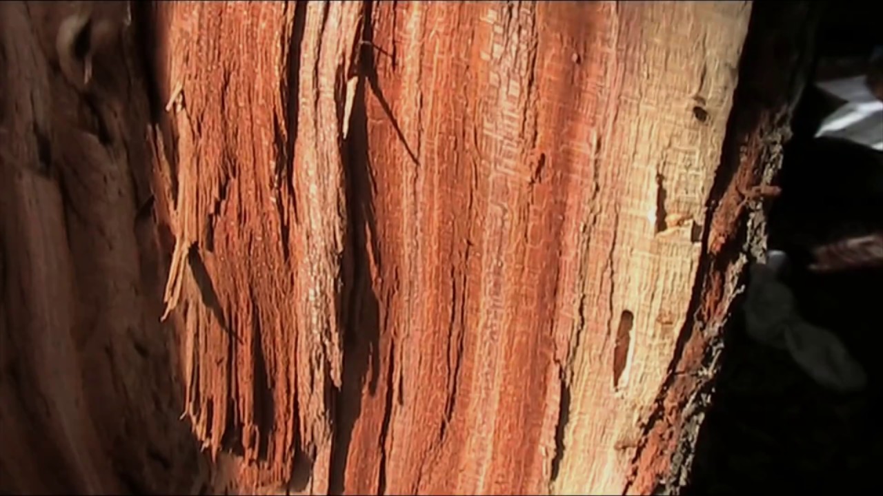 Random Lengths, why is applewood lumber so hard to come by?