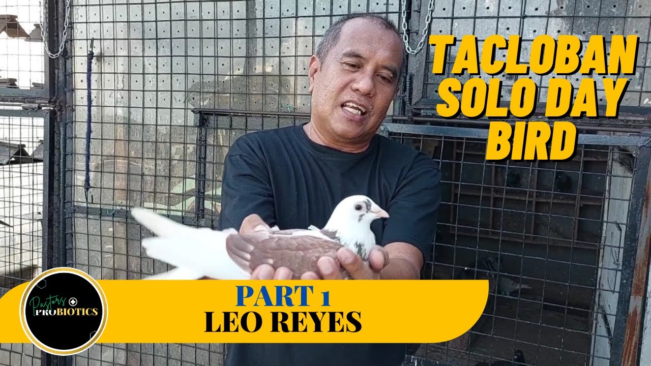 Champion Solo day bird ng Tacloban, Janssen, Jan Aarden, African Black Eagle!