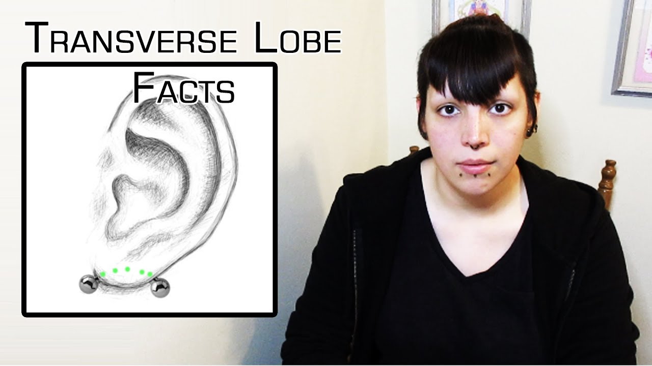 Facts About the Transverse Lobe