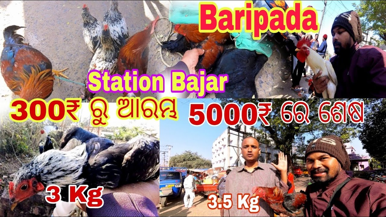 ଦେଶି କୁକୁଡ଼ା ହାଟ ବାରିପଦା // Station Bajar Hata Baripada