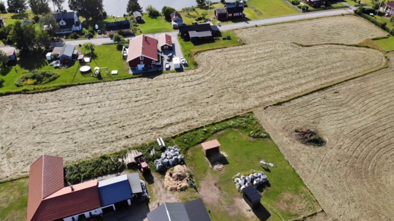 Höskörd 2019