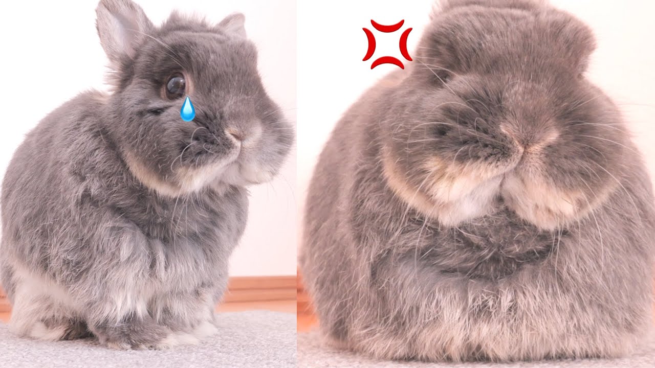 ムギがいないと寂しくて機嫌を損ねてしまったミミが可愛かったです【No.1593】