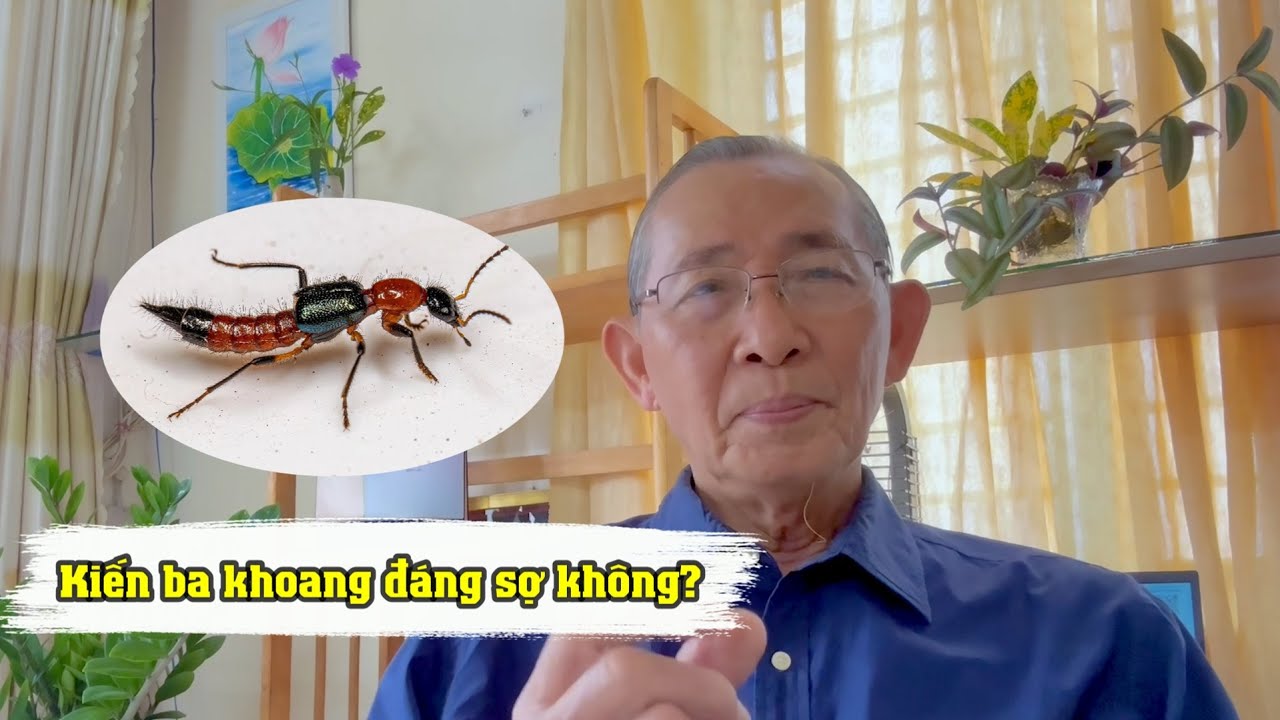 Kiến ba khoang có độc như rắn hổ mang không? Có cắn người không? Có đáng sợ không?