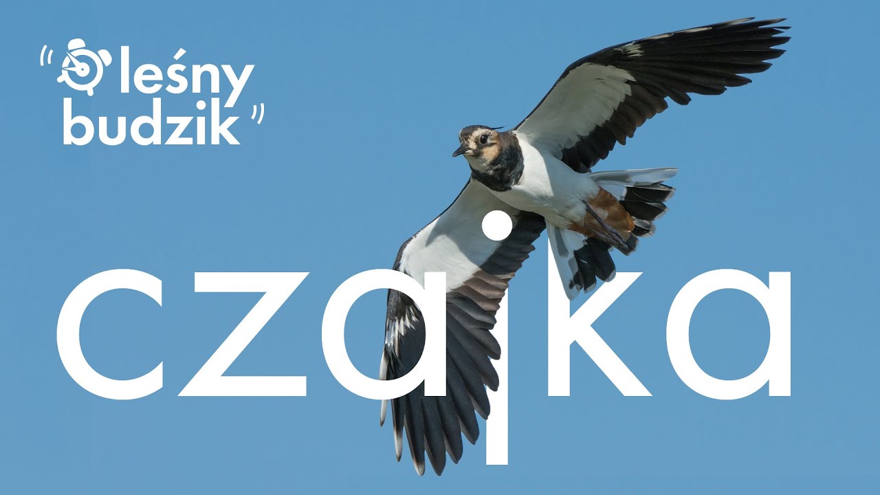 Leśny budzik - Czajka