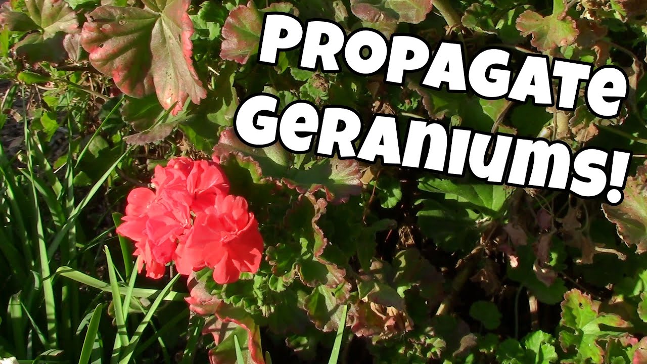 🌻 Geranium Propagation by cuttings! (in Water & Soil)