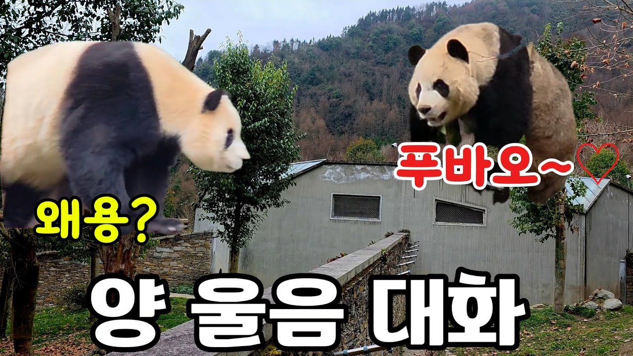 26.3.8 오후3 푸바오와 슈양의 역대급 양울음대화2❣️그 사건의 전말은? 둘이 무슨얘기했어?? (귀한영상♡)
