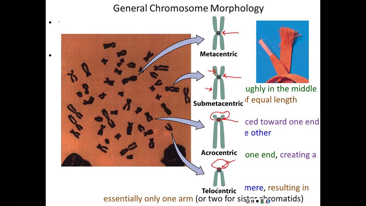 Lecture 11 - Chromosome Variation
