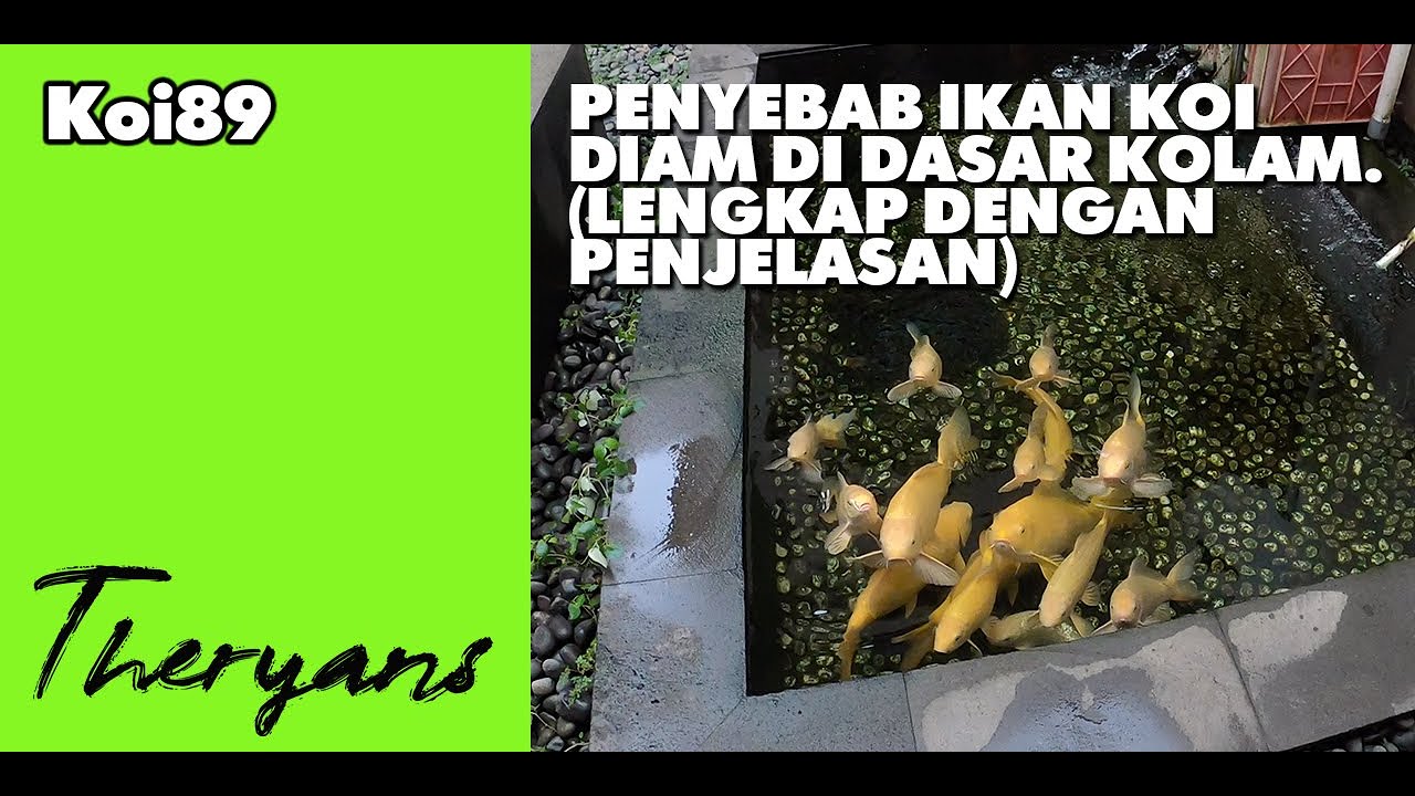 Penyebab Ikan Koi Diam Di Dasar Kolam, Jangan Panik Dulu !