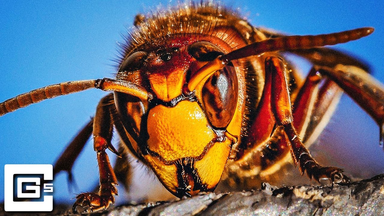 Murder Hornet (song)