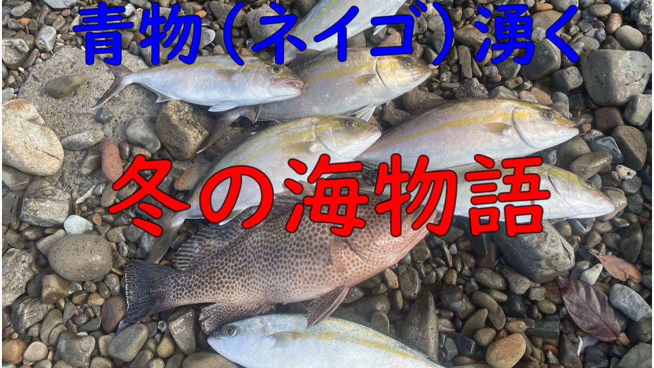 青物(ネイゴ)湧く！冬の海物語‼︎青物たくさん釣れます。爆釣カヤックフィッシング#オフショアジギング