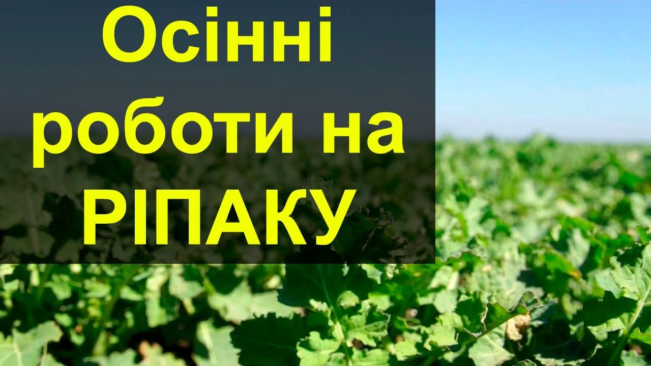 Осенние работы на рапсе