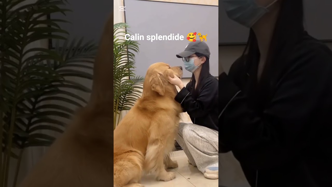 Calin avec mon chien 