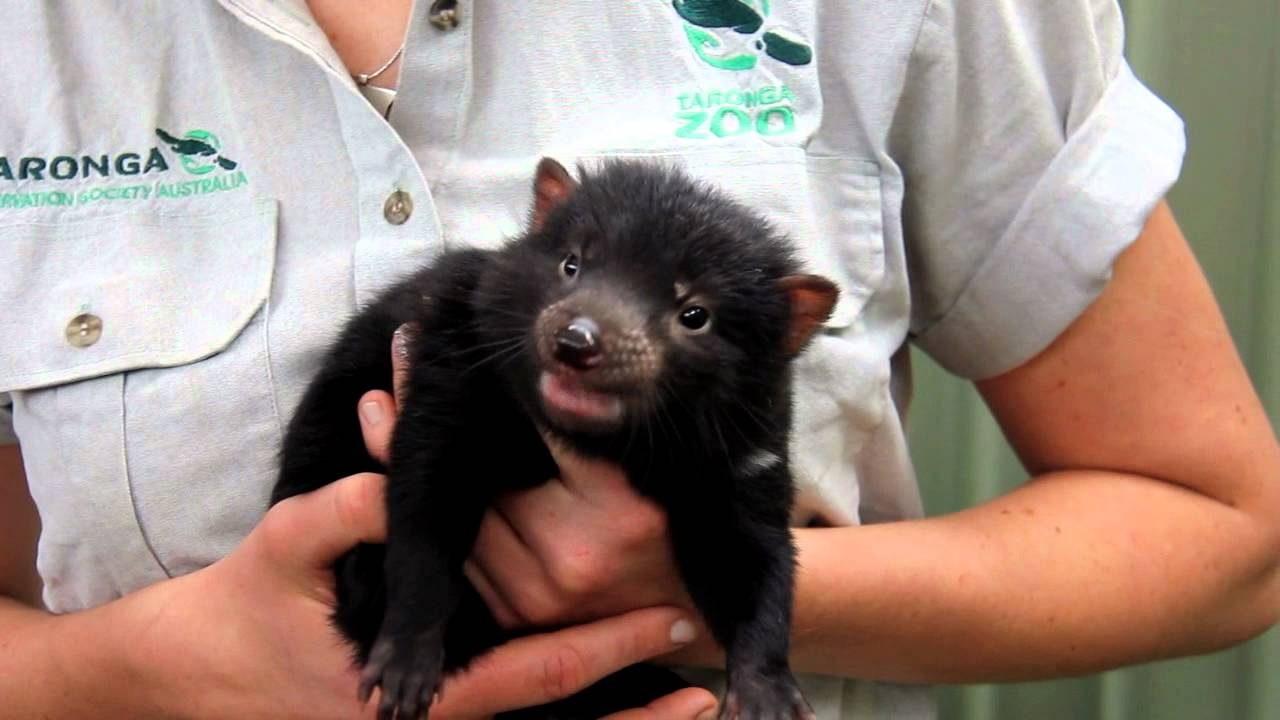 2012 Tasmanian Devil Joeys