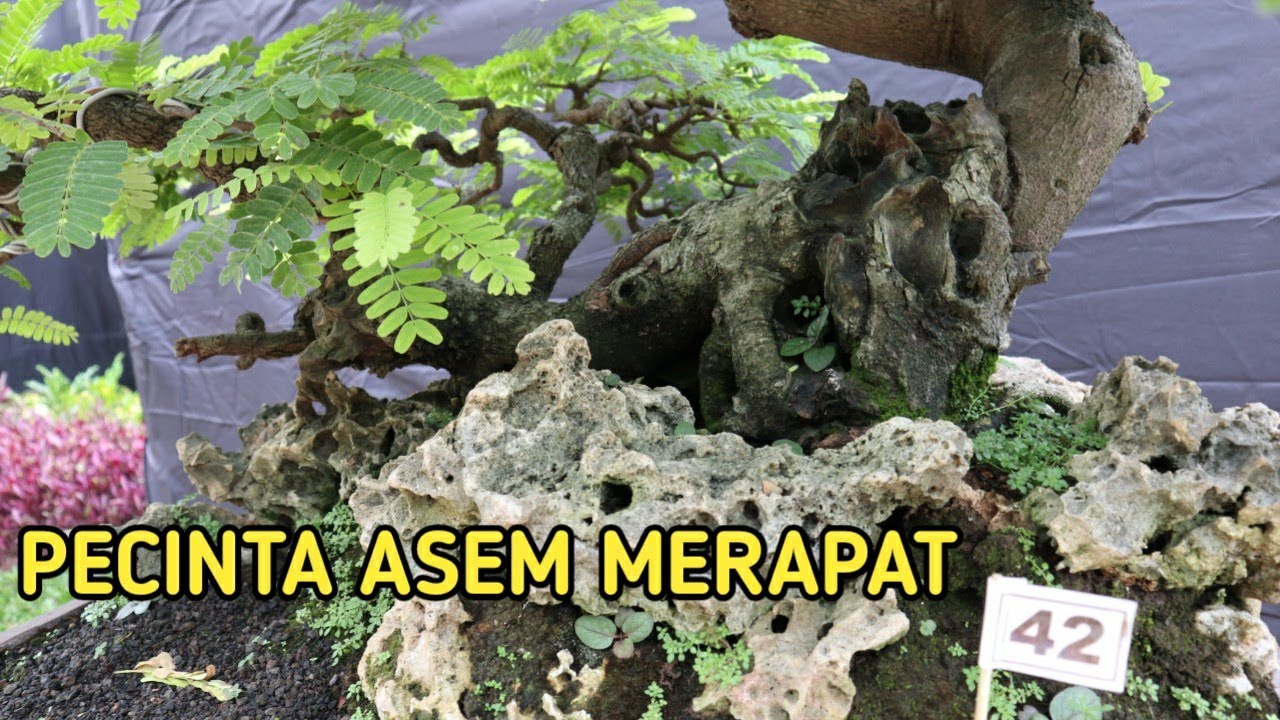 Merapat Gaess !! Bonsai Asem Jawa Harganya Pasti Berjuta Juta