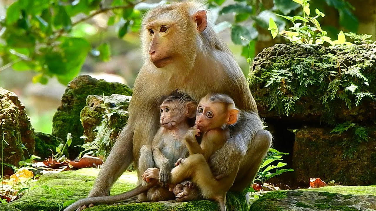 Well Done! Ashley Is The Best Monkey In The World Look After And Take Care All Of Baby Not Her Child
